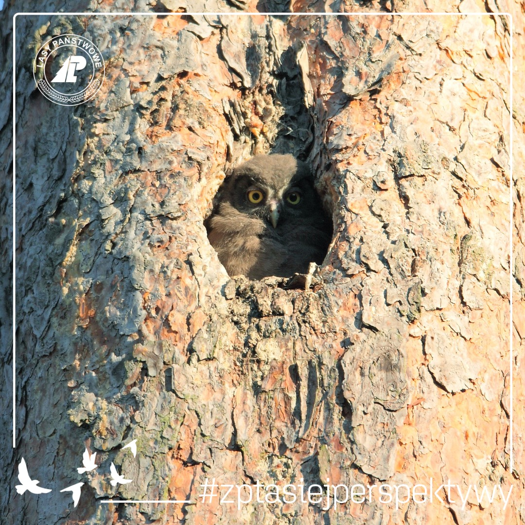 livebirdspoland_92c5effc715146cb4a45ffffdfa91e04.png