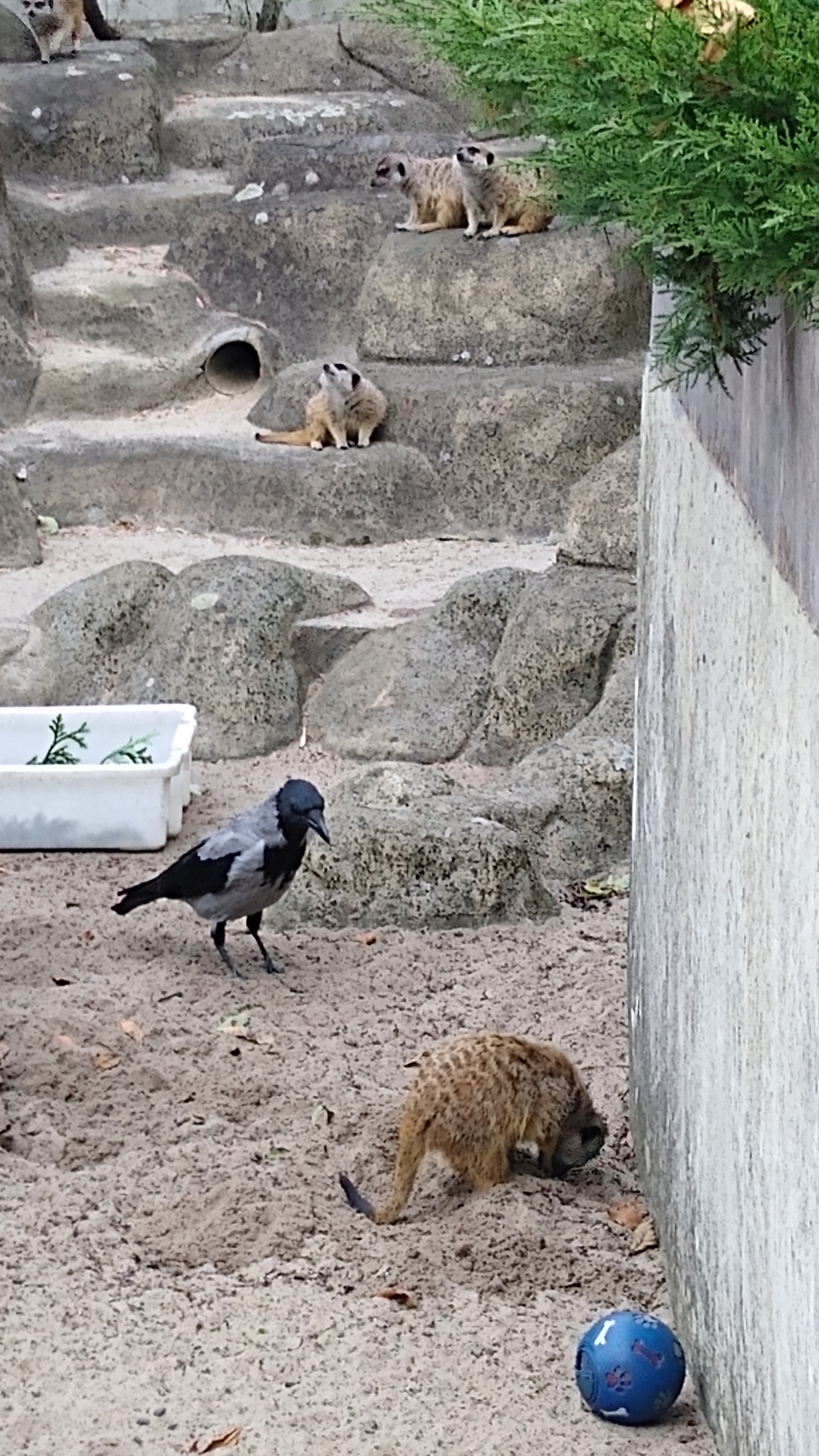 livebirdspoland_5e26e93a33495f7f080c8a4affbebe2a.jpg
