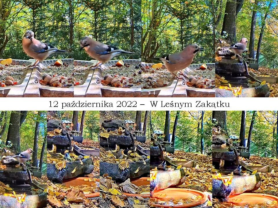livebirdspoland_830584c064fc89fcdce7ed0cd92f89e0.jpg