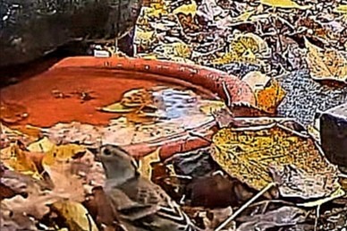 livebirdspoland_0ff2868e5305d25d0fae71ff7fb57778.jpg