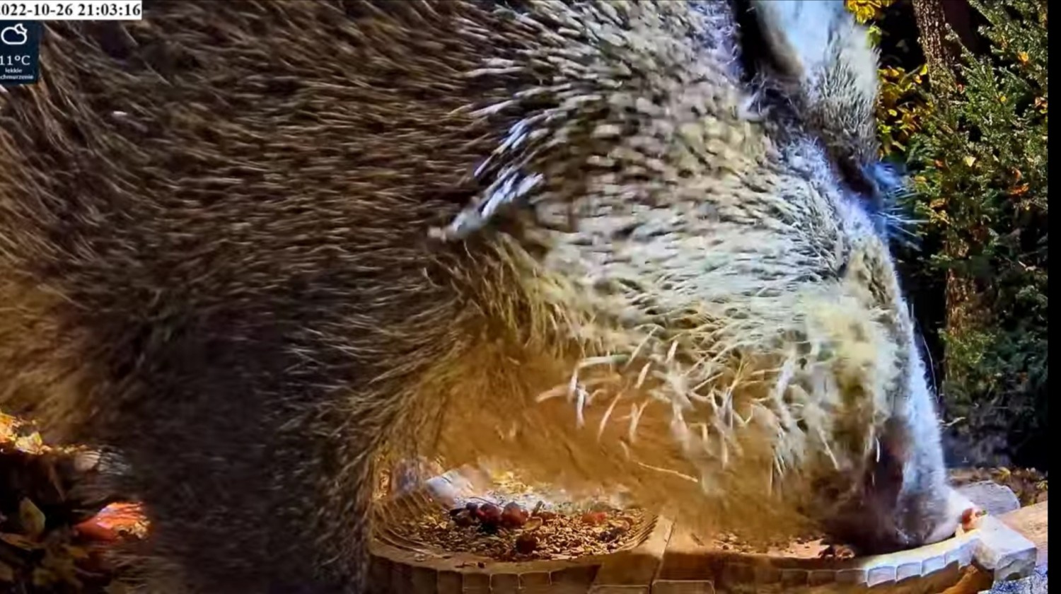 livebirdspoland_ee4dcaa833b7025714910b07685a4ef0.jpg