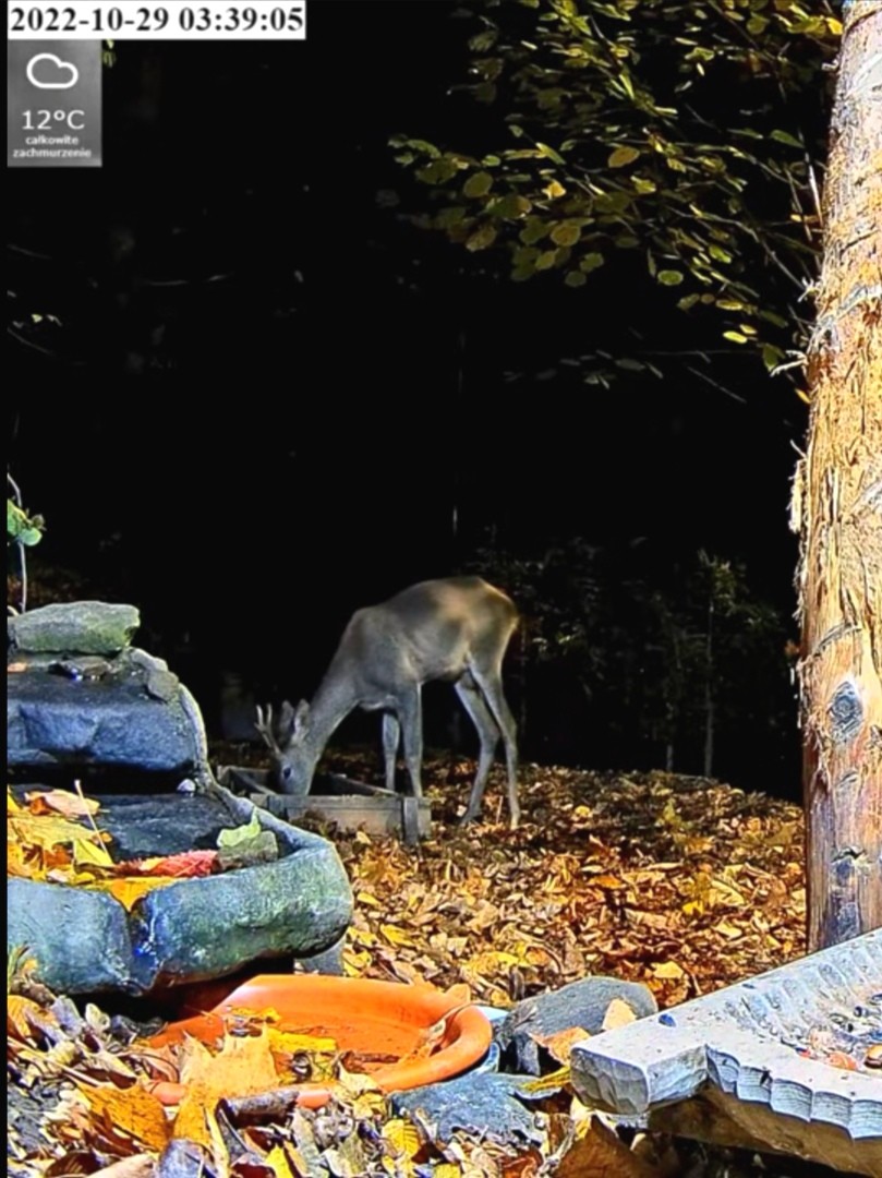 livebirdspoland_38ccdc314700809844a0027c16e1ceb6.jpg