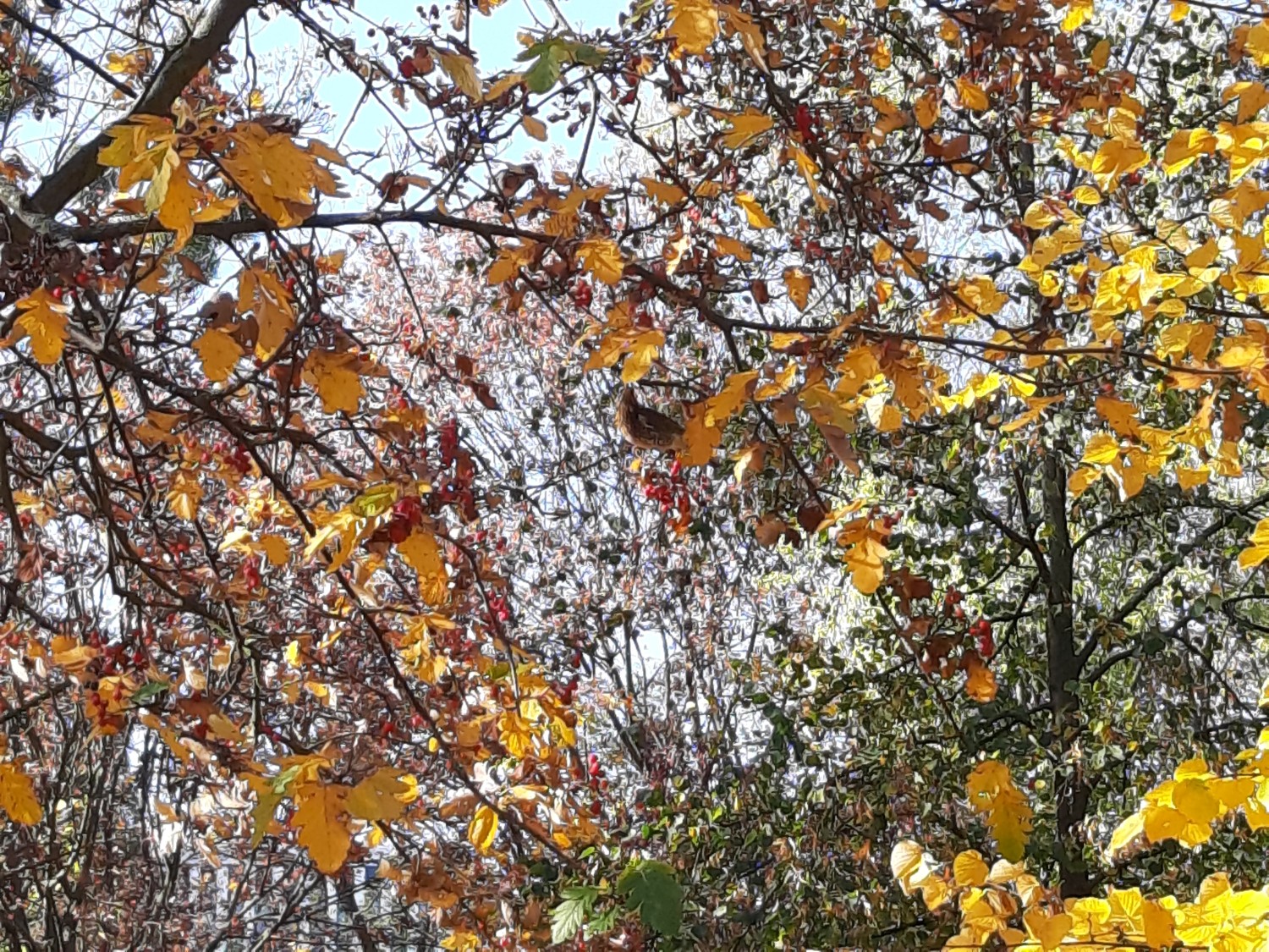 livebirdspoland_30262291d13e3116b3a5f13ba873e381.jpg