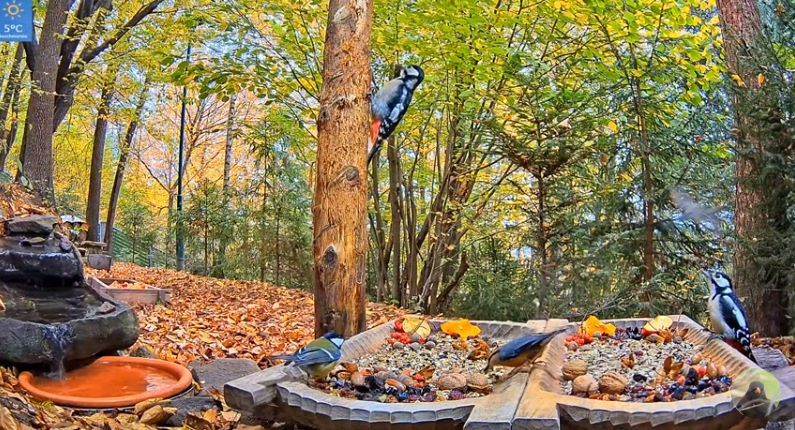 livebirdspoland_cc4f5e20f9ad9b5d02ed7c5291ff6747.jpg