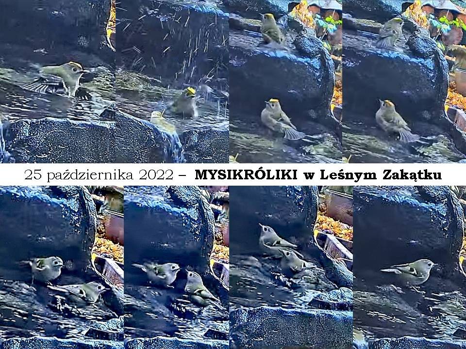 livebirdspoland_7dddfb5892a0df26abb7bdb1df5cc994.jpg