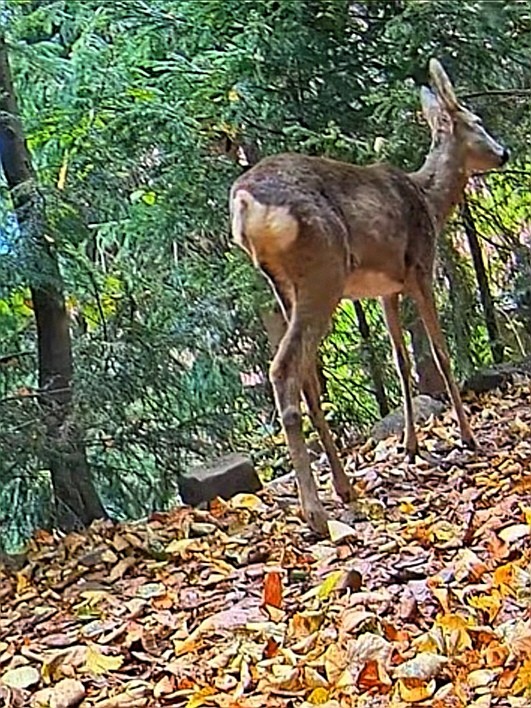 livebirdspoland_79dc0f56f93c3fd6fa5ba960ea926686.jpg