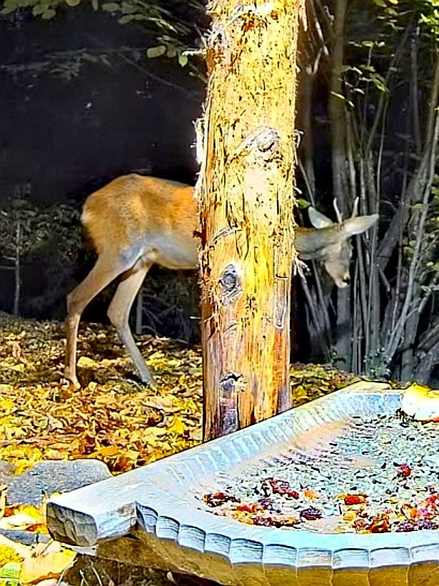 livebirdspoland_001cd84bcf0df6fac07f09d7e759b8eb.jpg