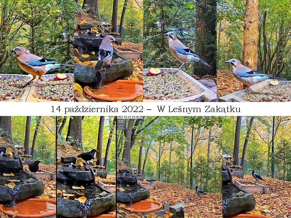 livebirdspoland_1aab6d77682572a75655b0f4ed53cc45.jpg