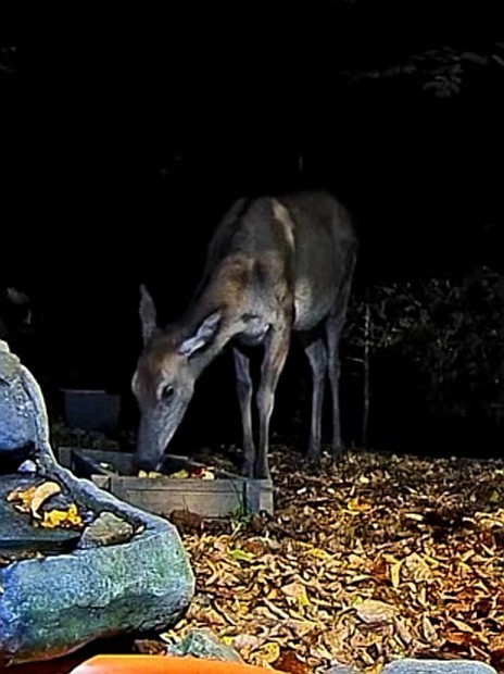 livebirdspoland_4698a46885578cb73a37c8bb9cb0a436.jpg