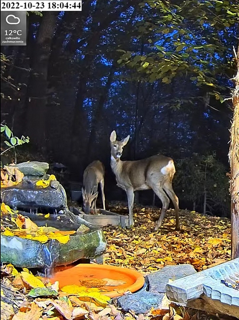 livebirdspoland_074f03557dec1800d283f60091dfafb3.jpg