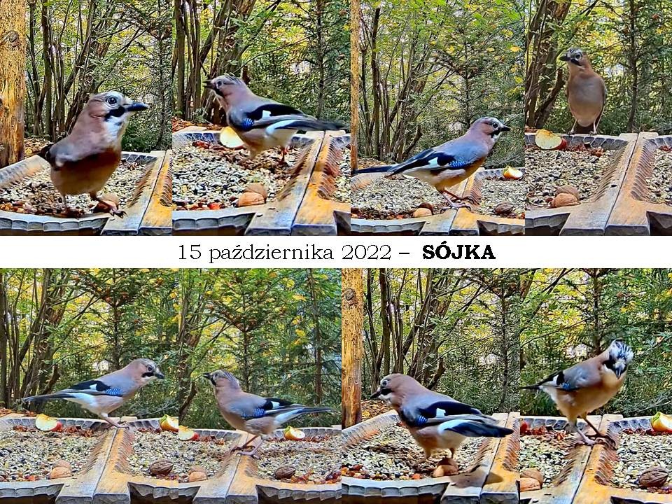 livebirdspoland_28e6ef8d8a9f9ab4c03ce49f5929e631.jpg