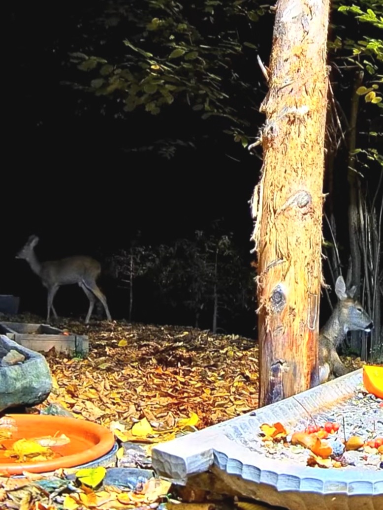 livebirdspoland_808012346e1d54a9150b91fa38878e80.jpg