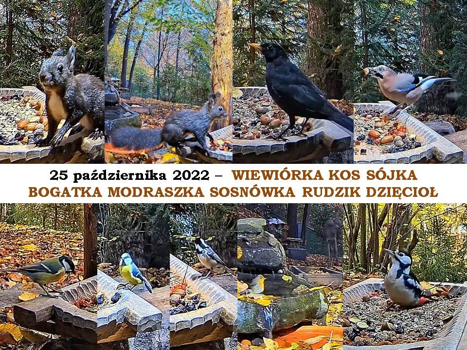livebirdspoland_914f982ed9f7344c231497089d0173c9.jpg