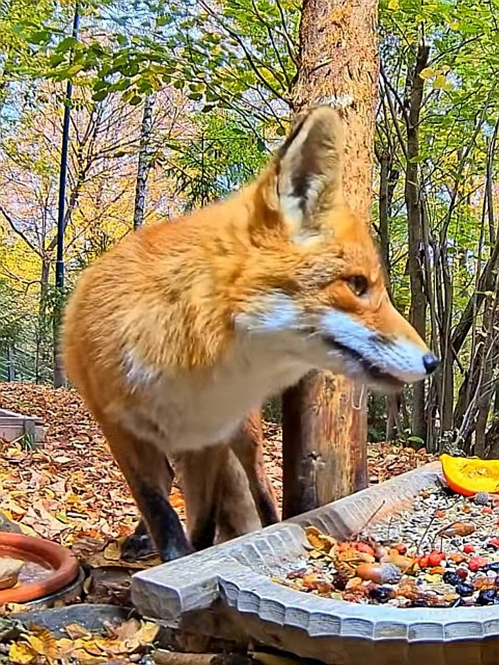 livebirdspoland_f9cb512704884576f0652483dfc71407.jpg