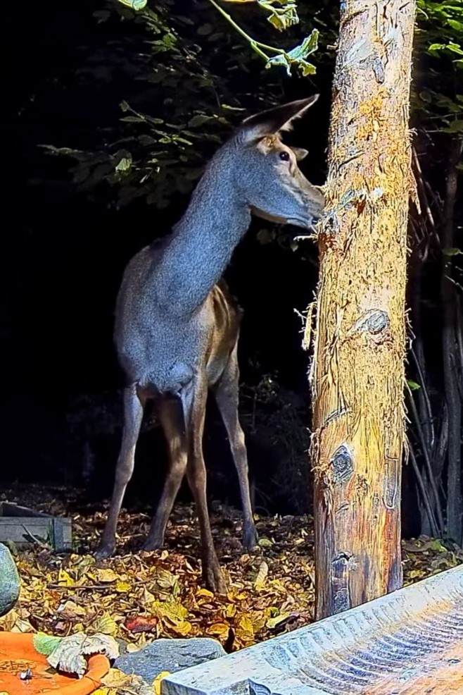 livebirdspoland_7f9feaee2e35b799338fff28291c9a1b.jpg