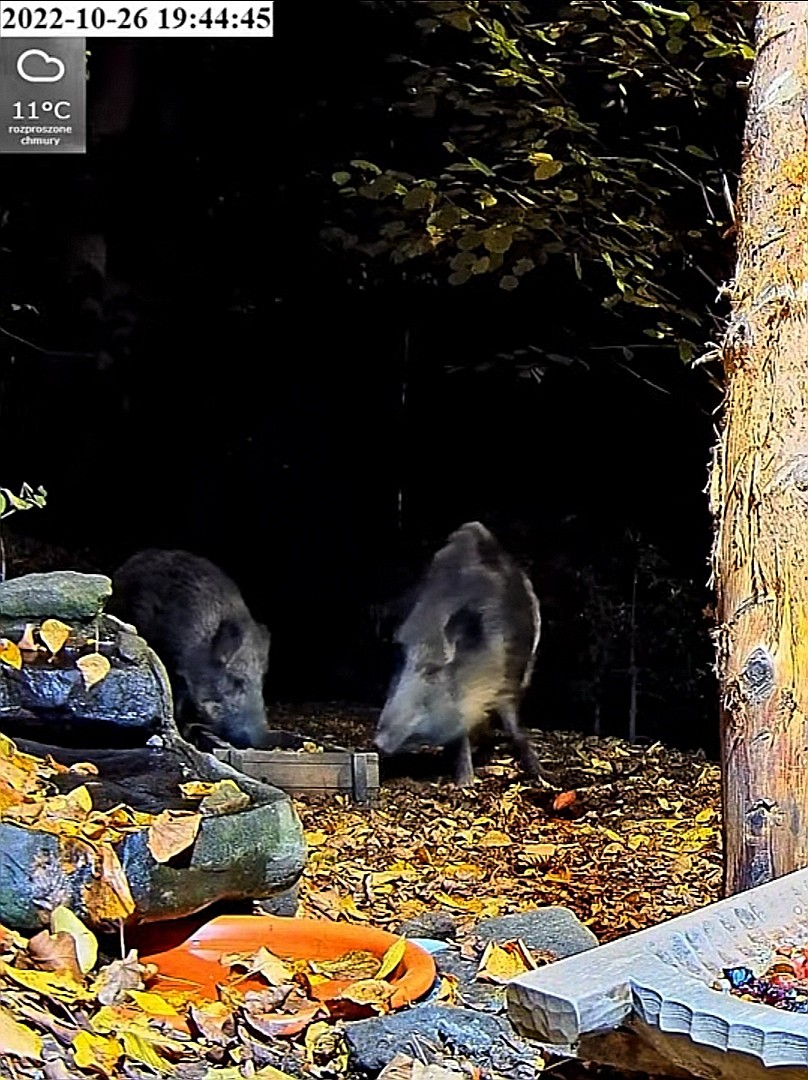 livebirdspoland_687d244fdec56a42909b1e798620d816.jpg