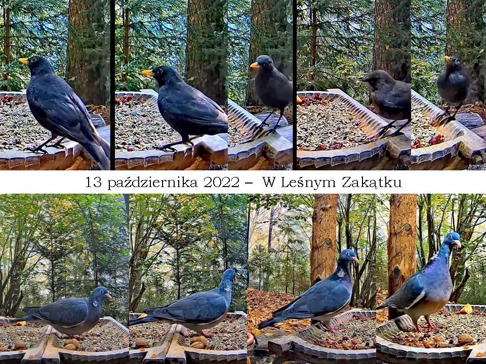 livebirdspoland_2cc613f6123f97caca6b88a0d6836ec2.jpg
