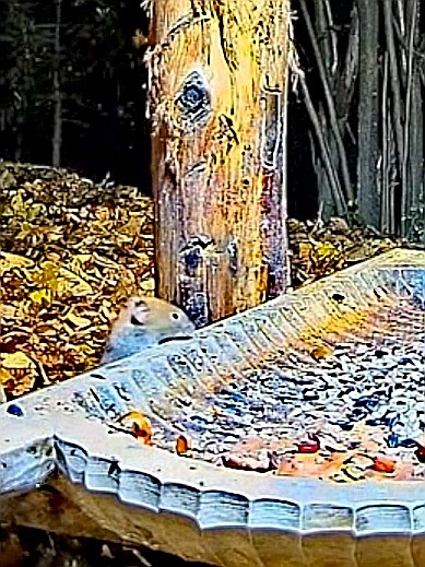 livebirdspoland_1500b8b7bcf7edac1e19d9d63dd056a5.jpg