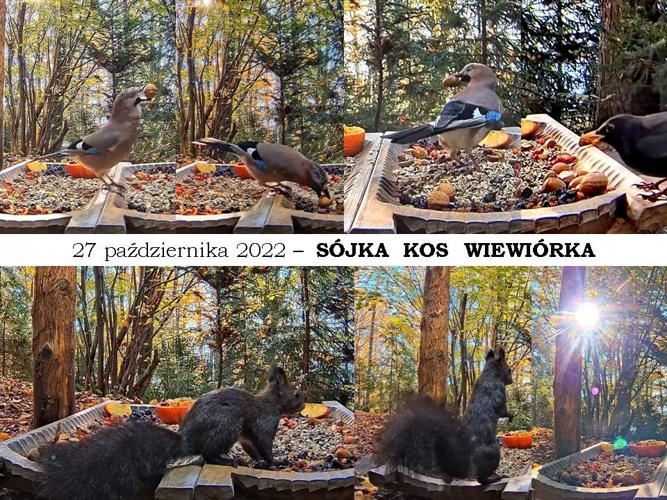 livebirdspoland_94c648fb558fd75ab8cadd13314ec728.jpg