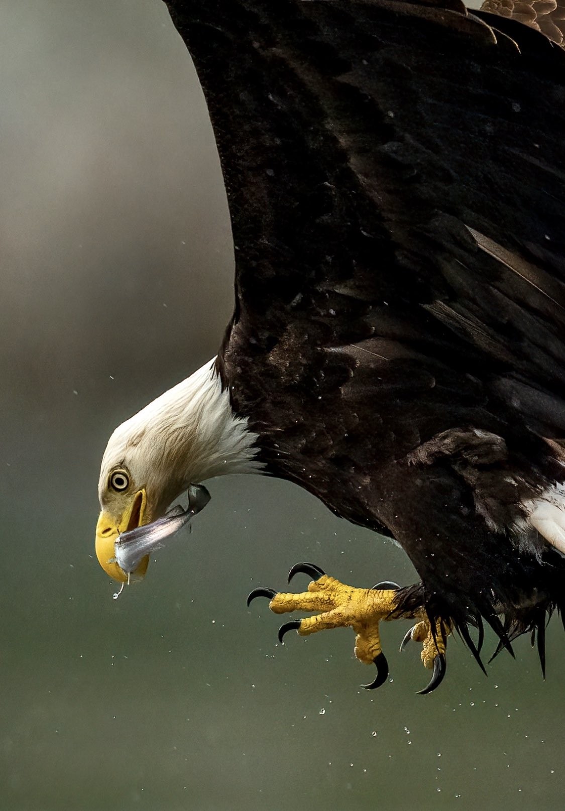 livebirdspoland_2057410db0611b1486c9bb37f94afda9.jpg