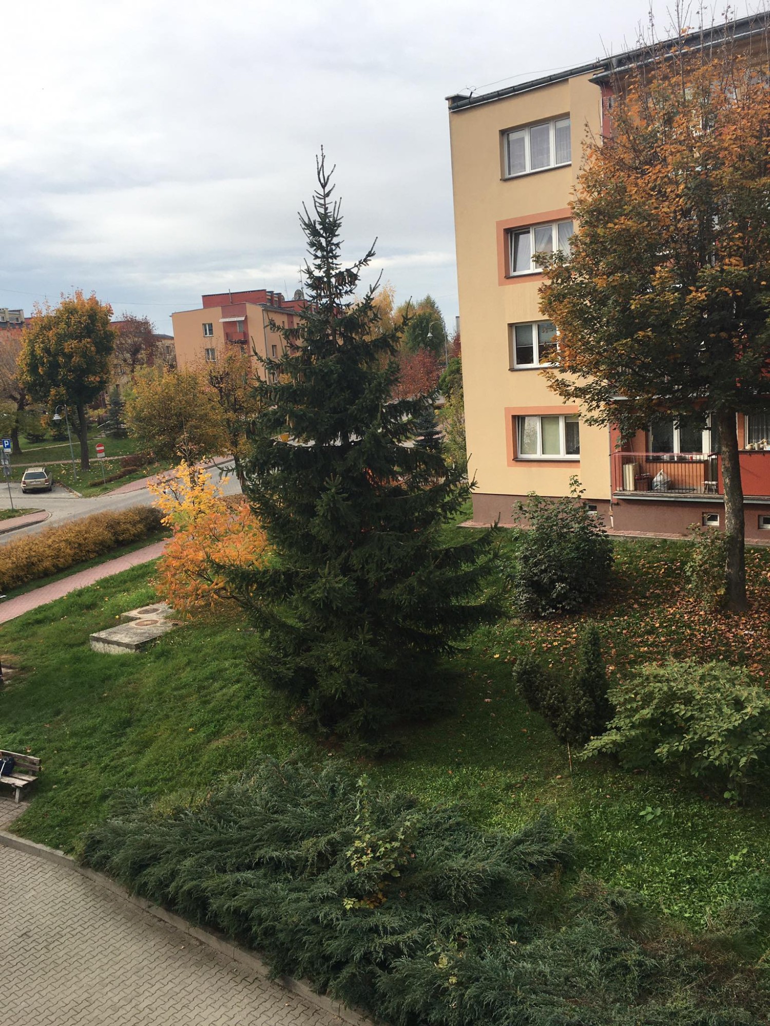 livebirdspoland_37059dd59ce735fa85848323a9e012ac.jpg