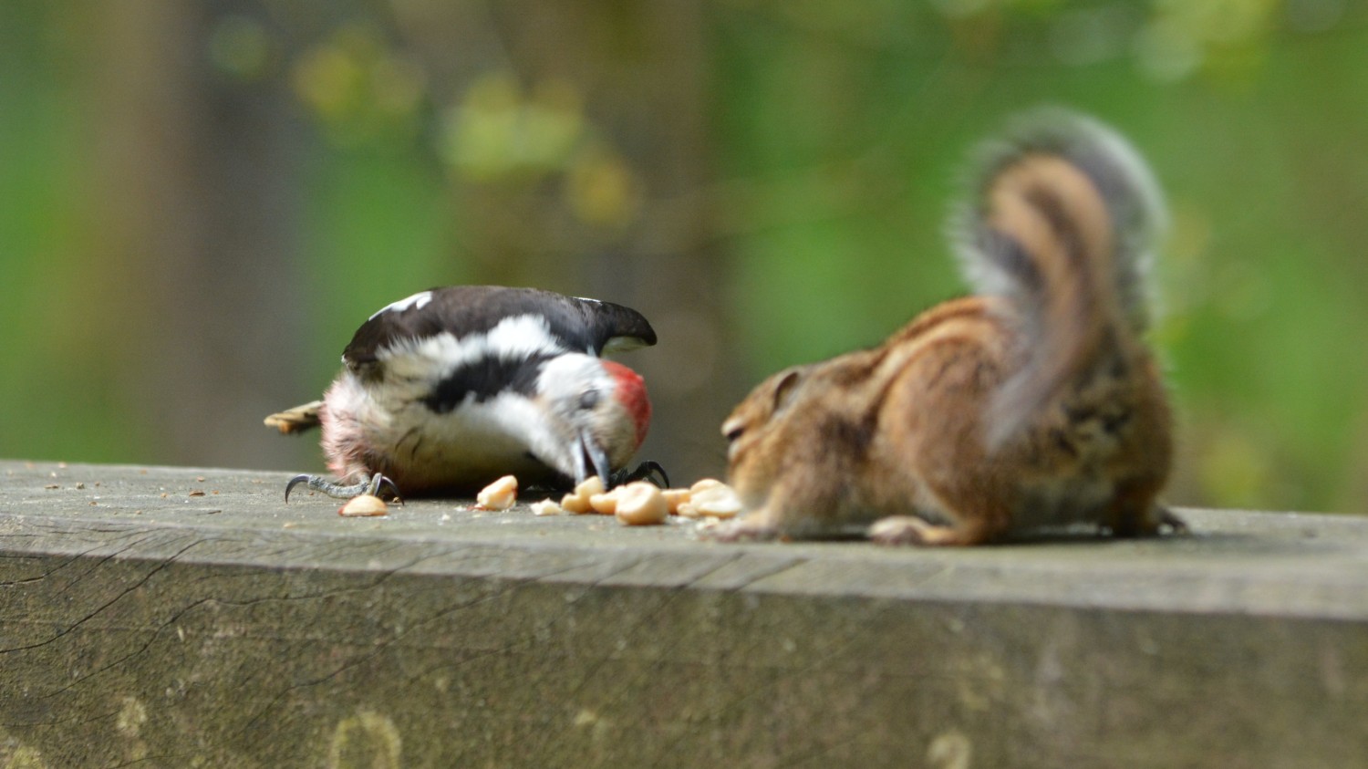 livebirdspoland_5c6cfadb8173376b046bd2d5a6ed5cb0.jpg