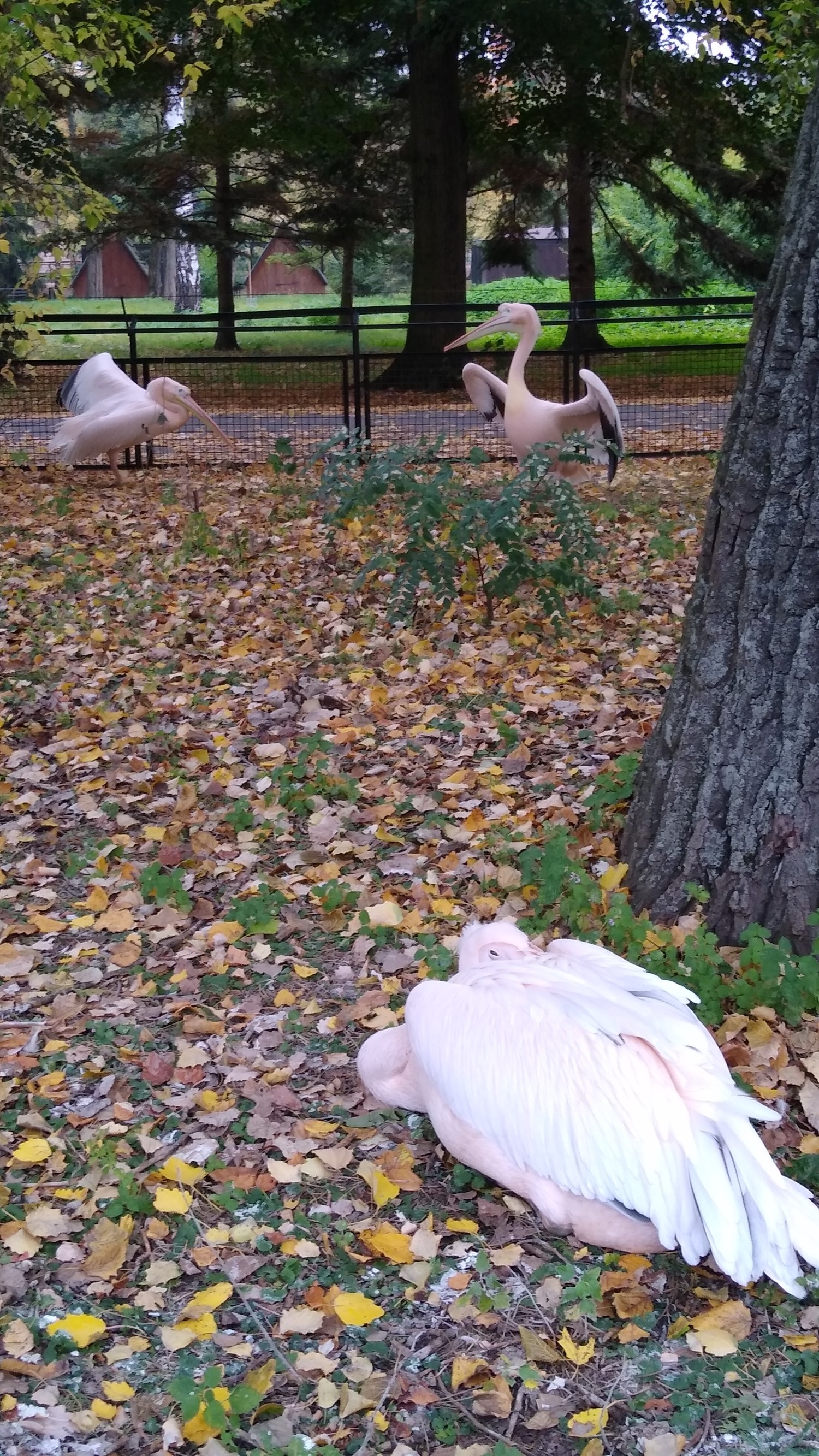 livebirdspoland_8fe86ef44052f0a20f23fb7d61bd1b9f.jpg