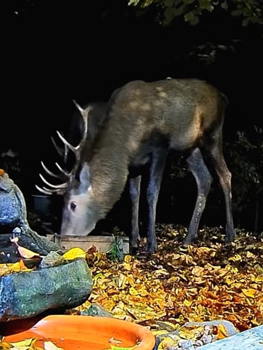 livebirdspoland_c7ee3527c2c478b7ea2d12ea45e489fb.jpg