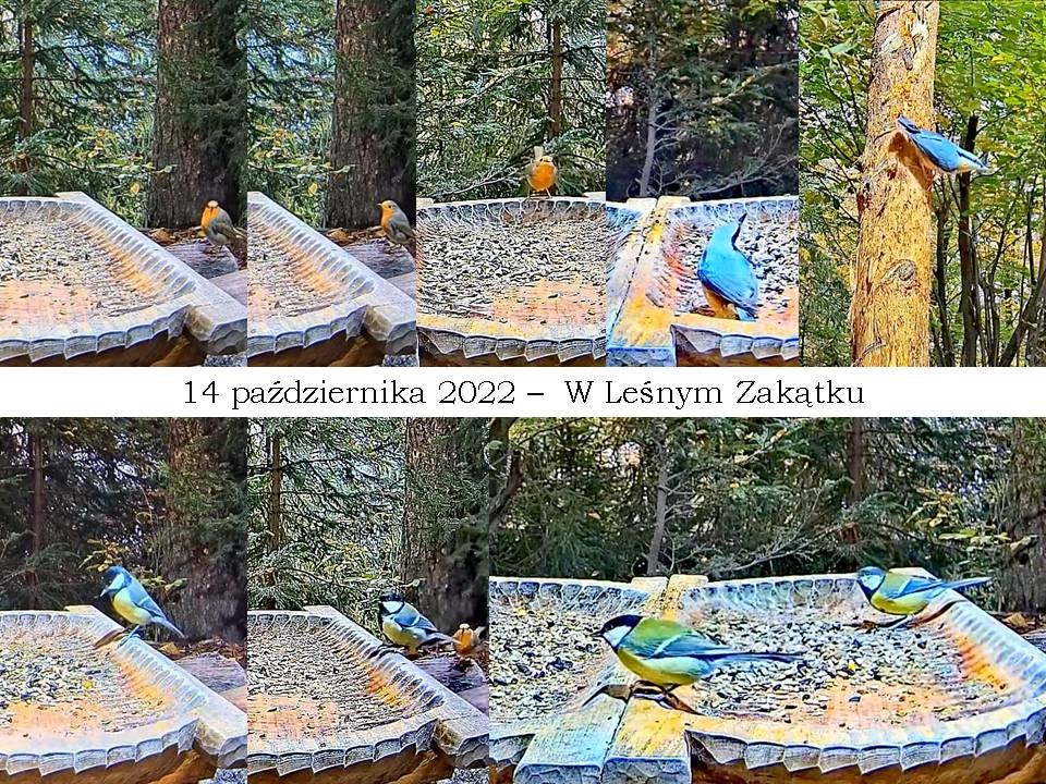 livebirdspoland_d61e0522b6bf30508f4c0006c2952873.jpg