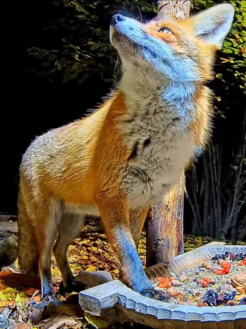 livebirdspoland_656118252256b6836ba9d5570b427f1e.jpg