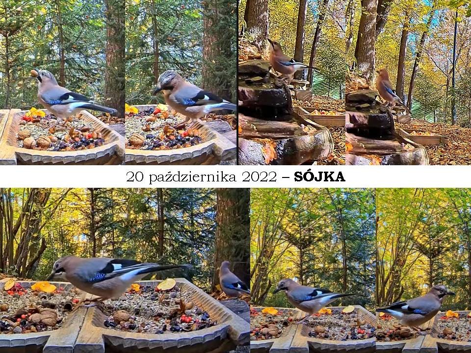 livebirdspoland_7218b2c7d310016d4798ec26bd6a0272.jpg