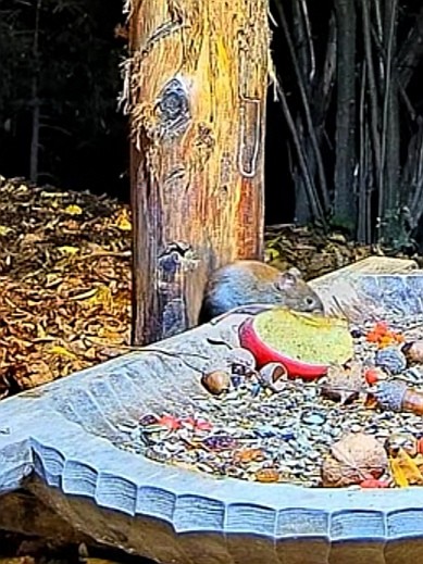 livebirdspoland_d3f433104b48d7c40b44b6938abfcc43.jpg