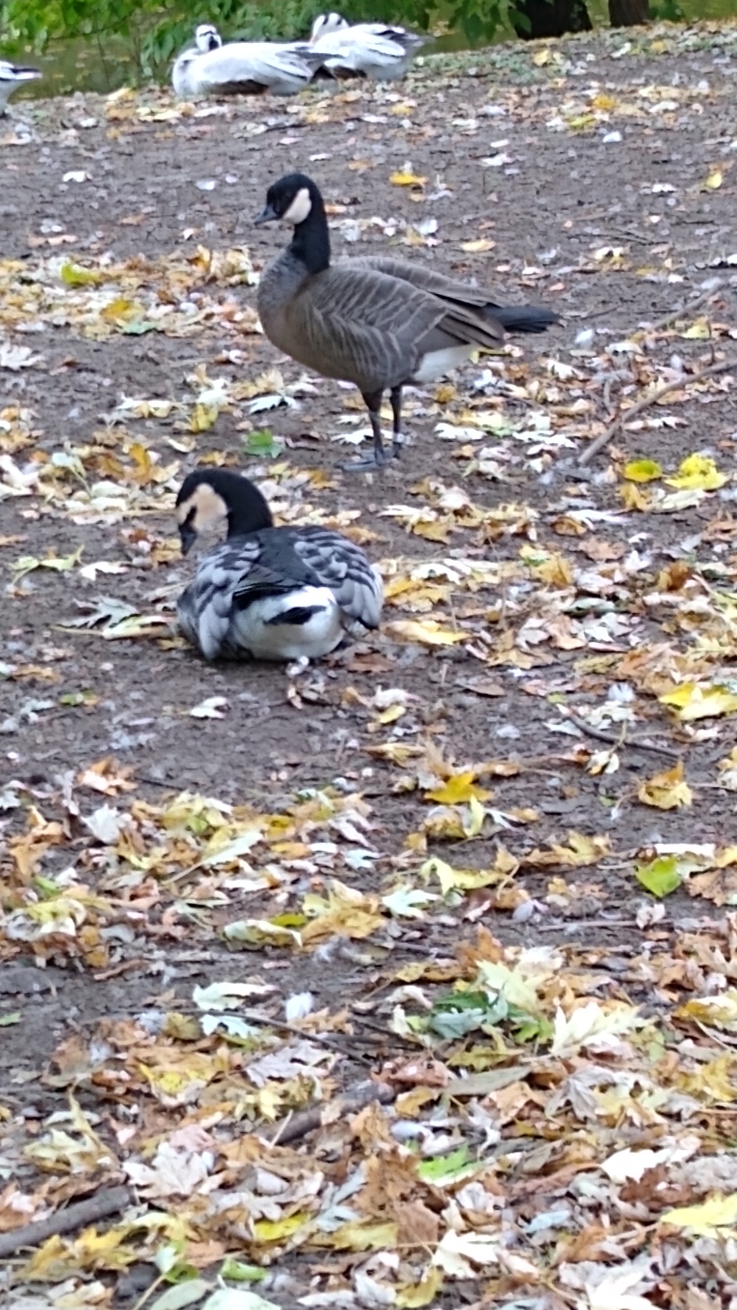 livebirdspoland_091e2b9c2eda0bbf3b49cc476c79bd67.jpg