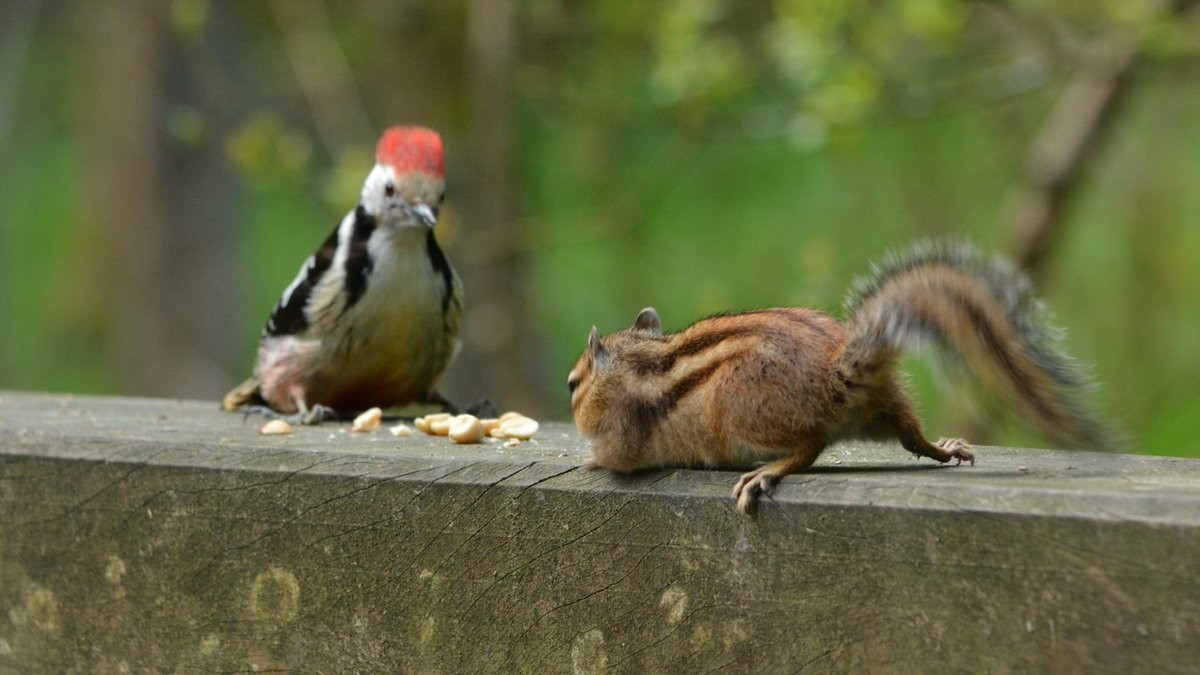 livebirdspoland_e5beeb8701651c54d4ab60ec52052511.jpg