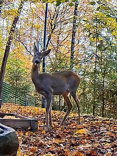 livebirdspoland_1ae487f45b71901bdd18adf058caac13.jpg