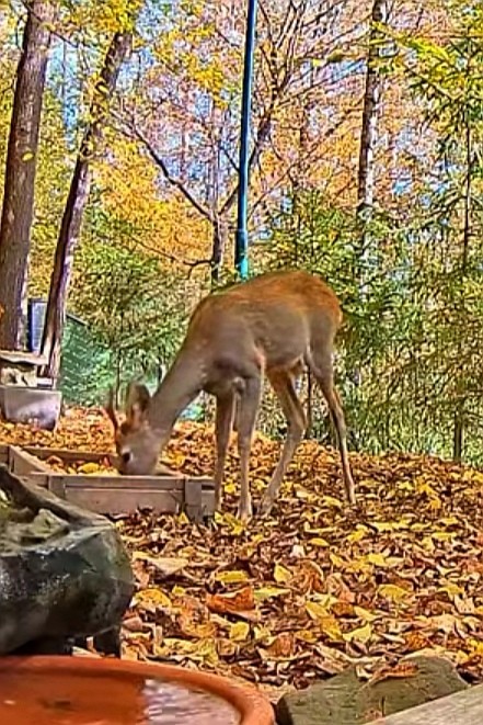 livebirdspoland_c76194dd5a15b21bda4e1aaeb5fb7b52.jpg