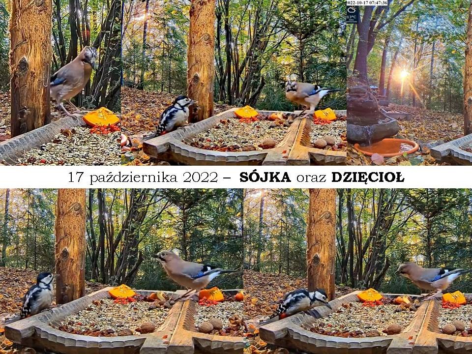 livebirdspoland_d8ffd33e3a269eabddd0b52a367c1189.jpg