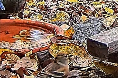 livebirdspoland_ca878d97b11e992aa074a6fcfa236ce2.jpg
