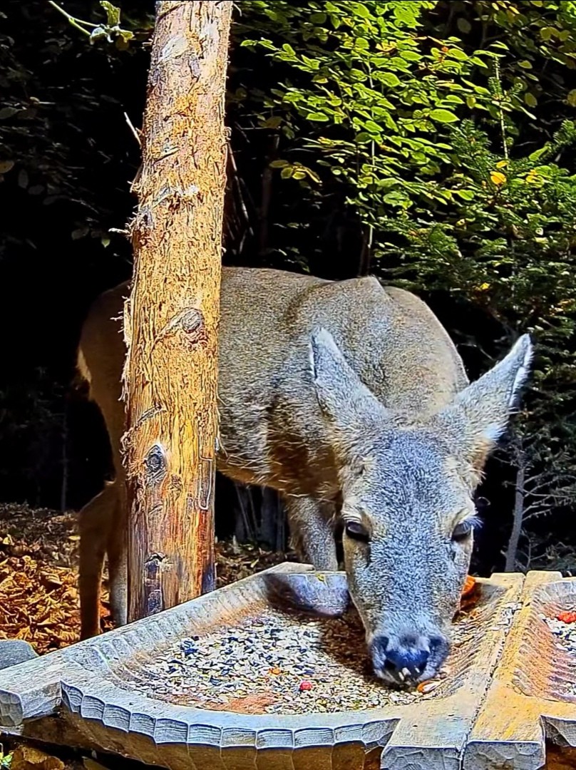 livebirdspoland_e14b7ad7c316478d4fb7c4c4e8d5aa8b.jpg