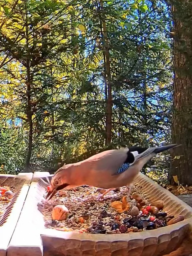 livebirdspoland_6dc4eb10af36502eb1c8ae6496b14b20.jpg