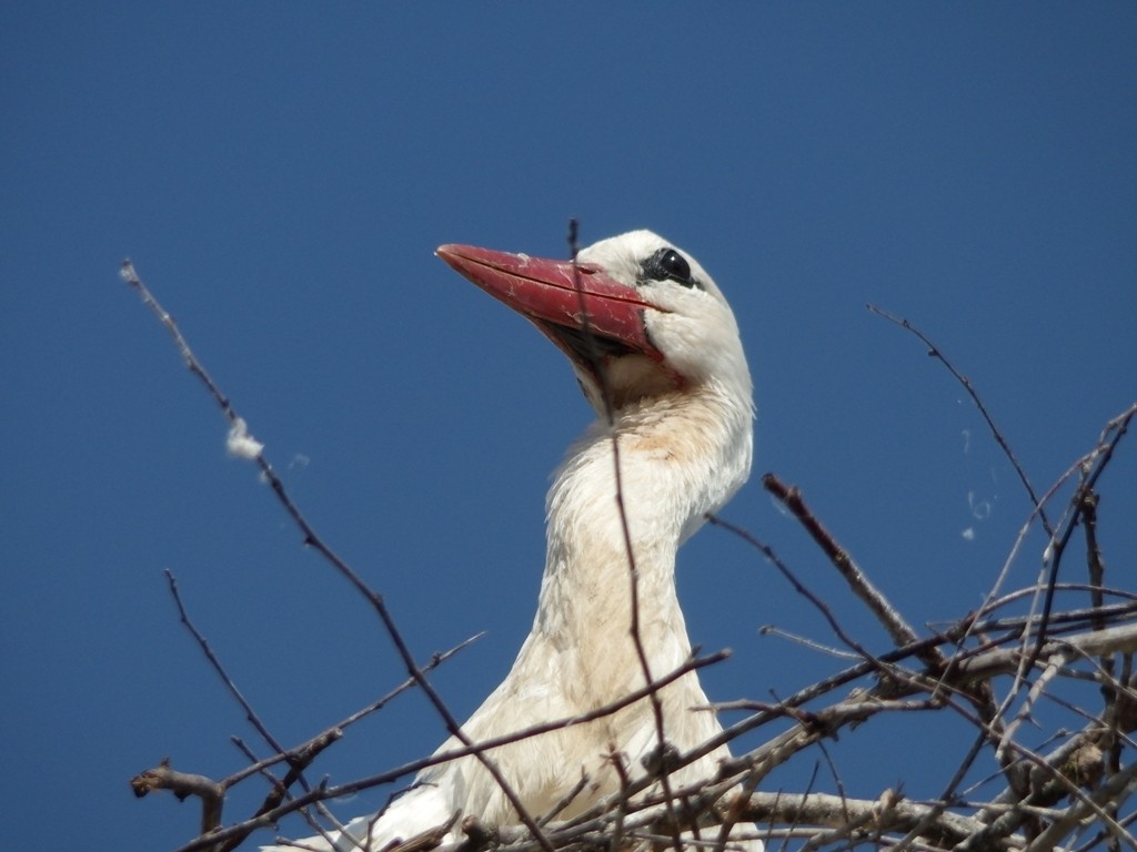 livebirdspoland_482ac822ab6b15ca74e4cab875c2dcc2.jpg