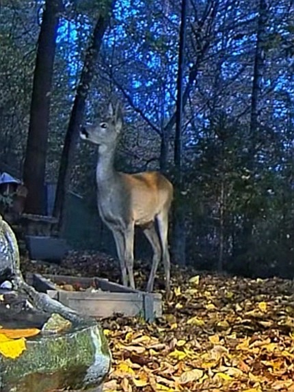 livebirdspoland_8e38ce9481858a302f41b45645b11438.jpg