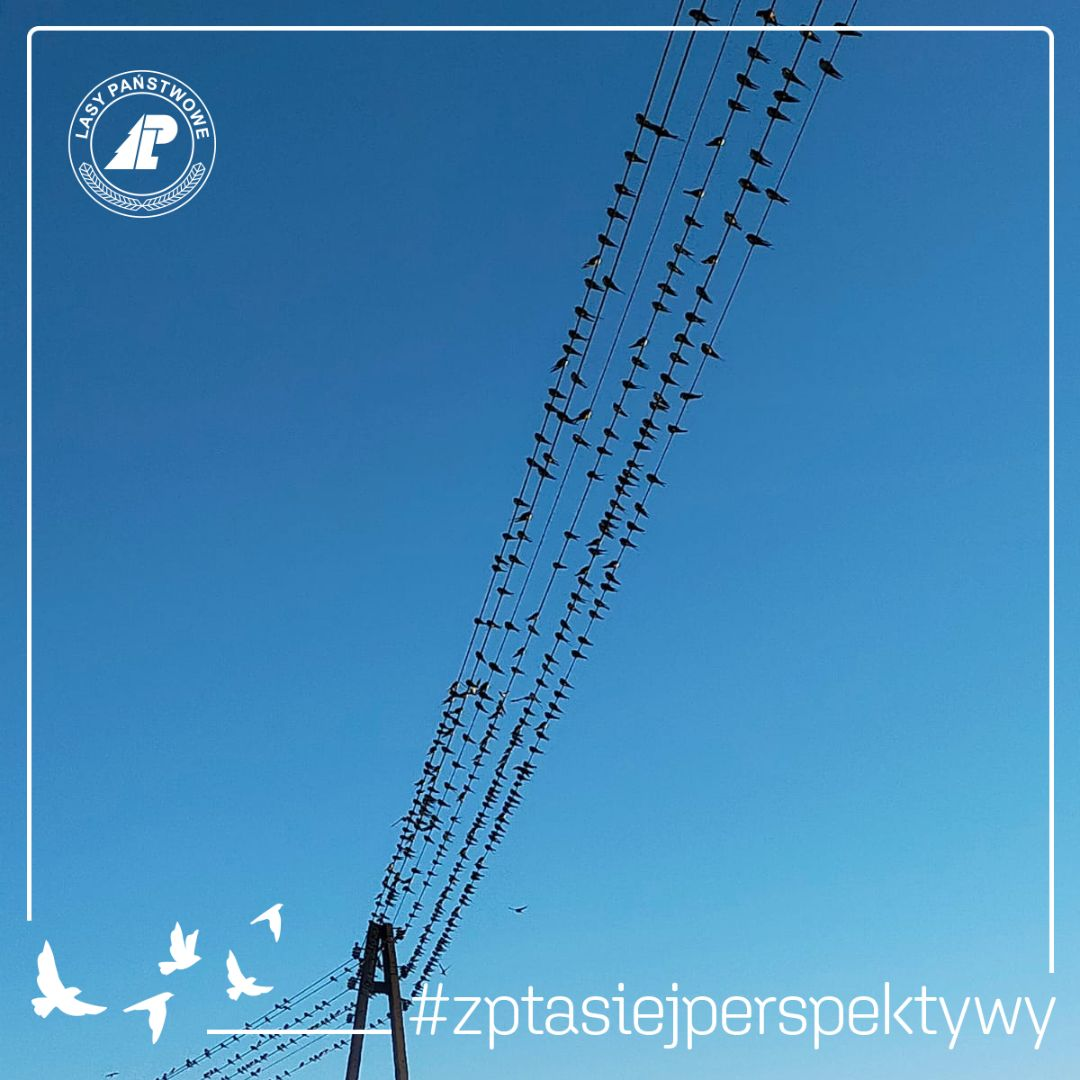 livebirdspoland_ab264556bd9b88b0597f4af0db1a6f5e.png