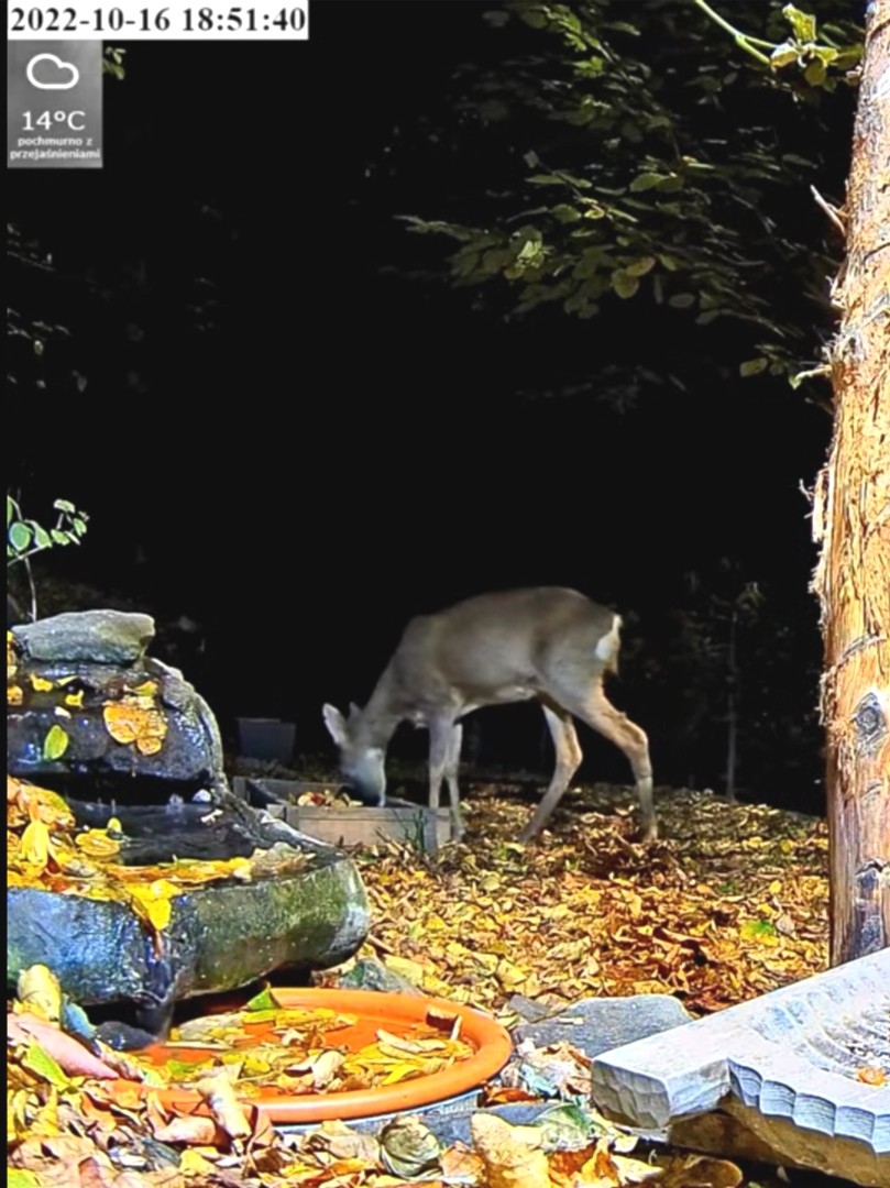 livebirdspoland_8599ad36f0c8f106cc3e4e2b9ffd6587.jpg