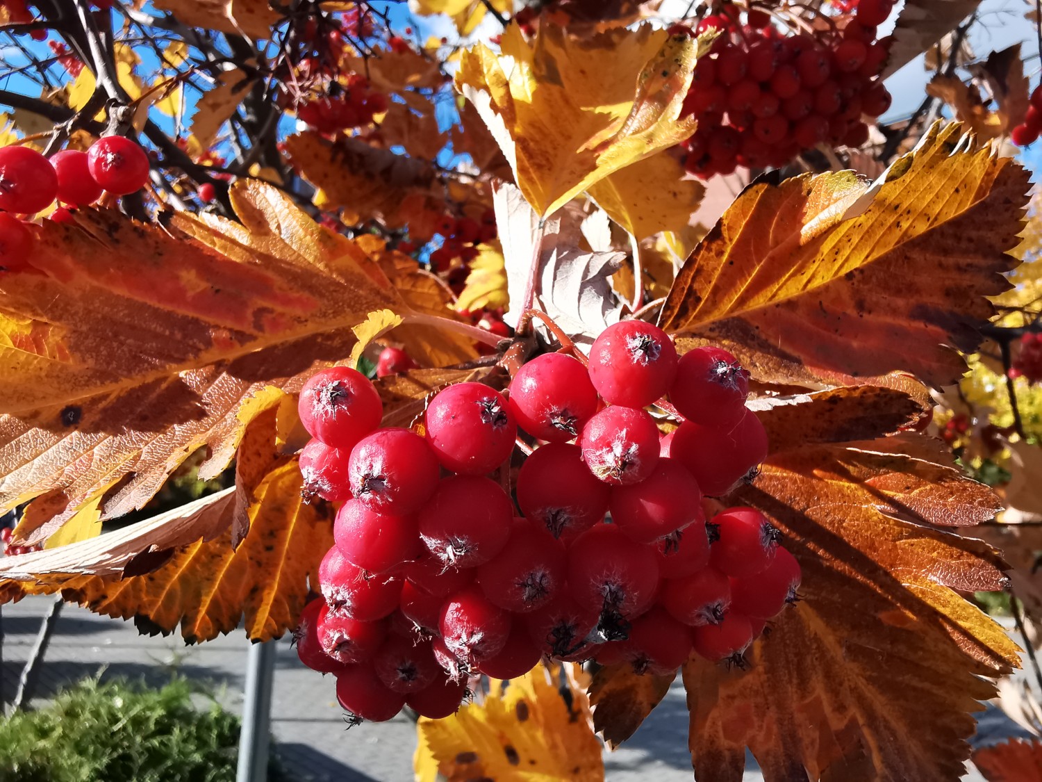 livebirdspoland_9954518bc2aedb868352ded9a9ec5313.jpg