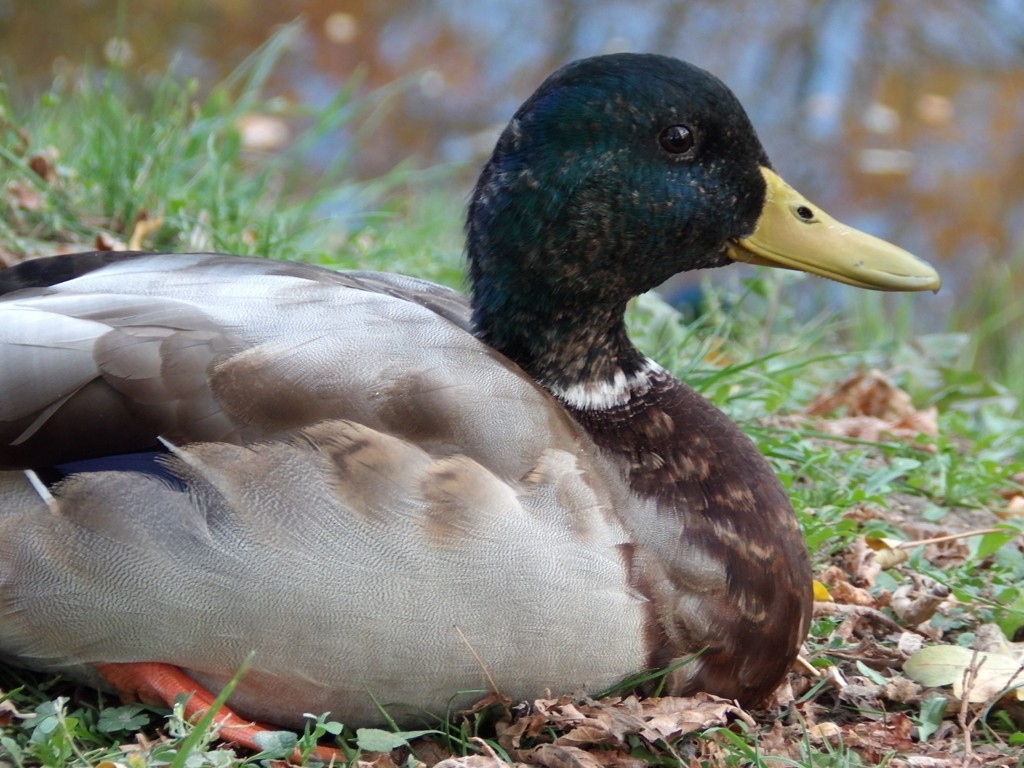 livebirdspoland_3f636bdb43e00d7dd020679c90140df5.jpg
