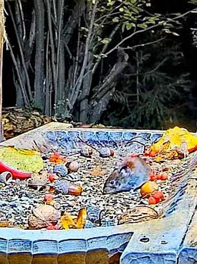livebirdspoland_2d57c765e790bd3a881b23d7825997b2.jpg