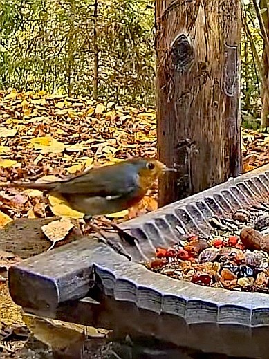 livebirdspoland_58acacef634c755d7a7309f10a05d880.jpg