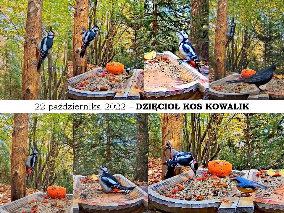 livebirdspoland_087c3f659b594d432e0426772f9eb465.jpg