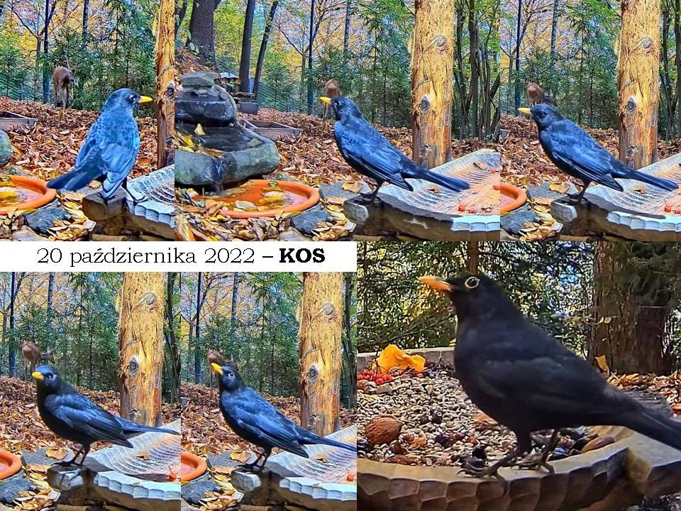 livebirdspoland_be1dcc90069ffa3c4e4cbec54ba765b3.jpg